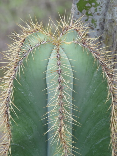 Isolatocereus dumortieri
