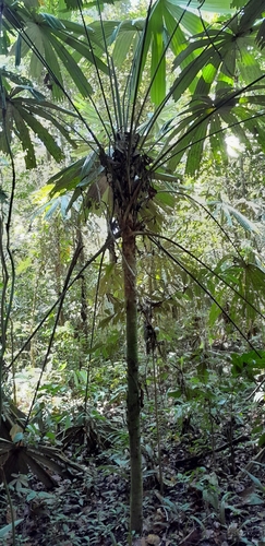 Itaya amicorum (Xila) — photo