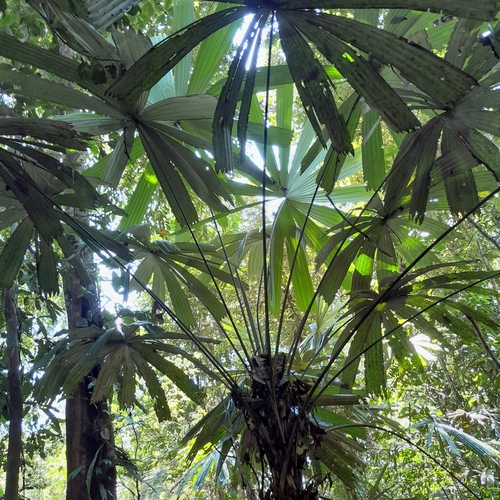 Itaya amicorum