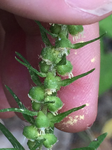 Iva annua (Sumpweed) — photo
