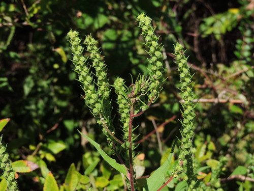 Iva annua (Sumpweed) — photo