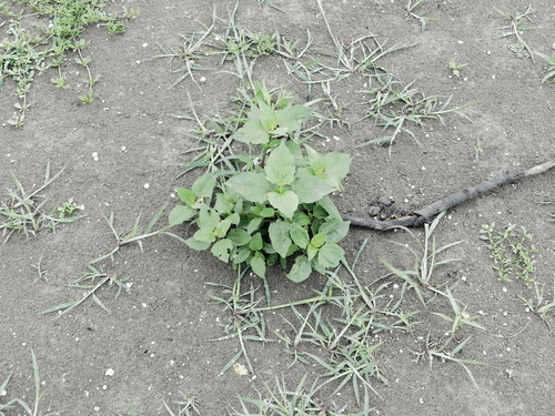 Iva annua