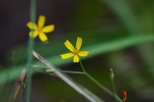 Ixeridium dentatum — photo