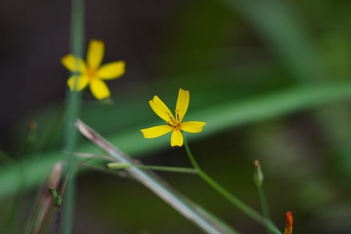 Ixeridium dentatum — photo