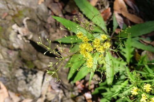 Ixeridium laevigatum — photo