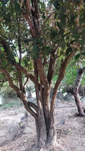 Ixora brachiata — photo