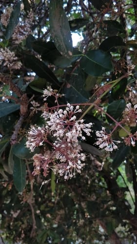 Ixora brachiata — photo
