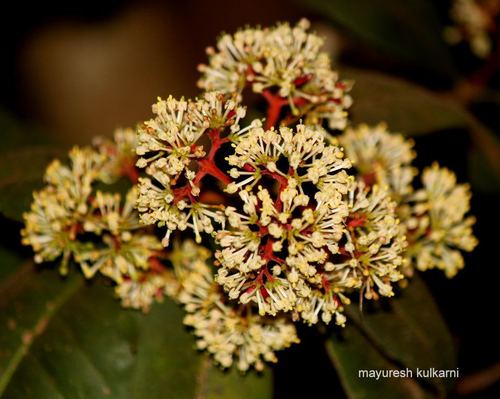 Ixora brachiata