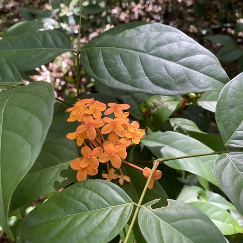 Ixora javanica (Javanese ixora) — photo