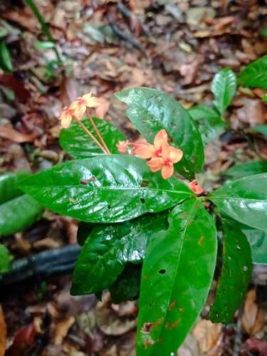 Ixora javanica (Javanese ixora) — photo