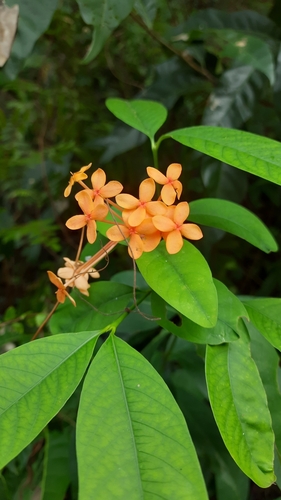 Ixora javanica