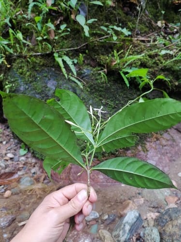 Ixora killipii (Killip ixora) — photo