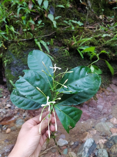 Ixora killipii