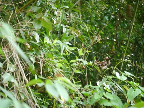 Ixora nigricans (White ixora) — photo