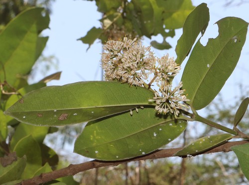 Ixora pavetta (Torchwood) — photo