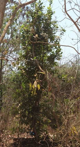 Ixora pavetta (Torchwood) — photo