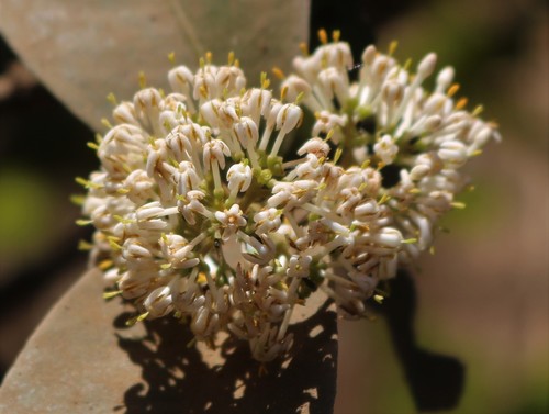 Ixora pavetta