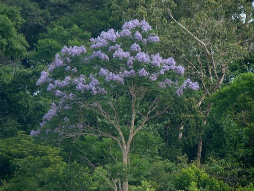 Jacaranda copaia (Wekineo) — photo