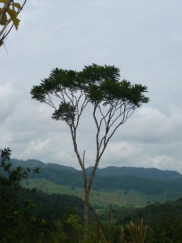 Jacaranda copaia