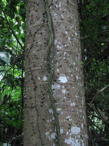 Jacaratia digitata (Chamburo) — photo