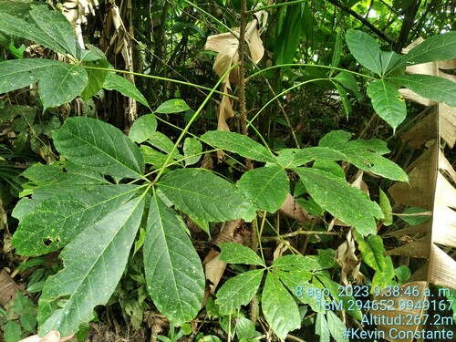 Jacaratia digitata