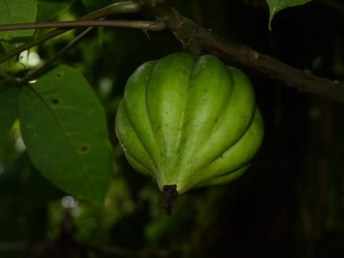 Jacaratia dolichaula (Long flower jacaratia) — photo