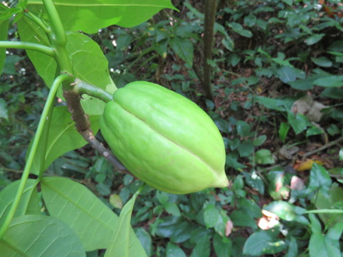 Jacaratia dolichaula