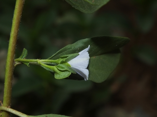 Jacquemontia ovalifolia subsp. sandwicensis (Oval leaf clustervine) — photo
