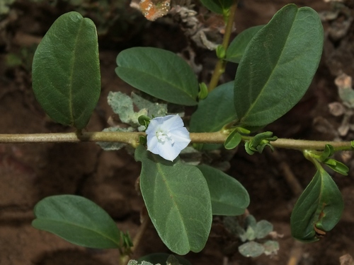 Jacquemontia ovalifolia subsp. sandwicensis (Oval leaf clustervine) — photo
