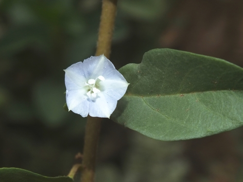 Jacquemontia ovalifolia subsp. sandwicensis