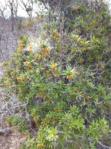 Jacquinia pungens — photo