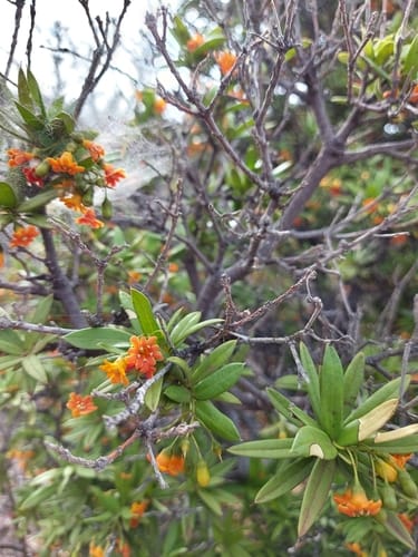 Jacquinia pungens — photo