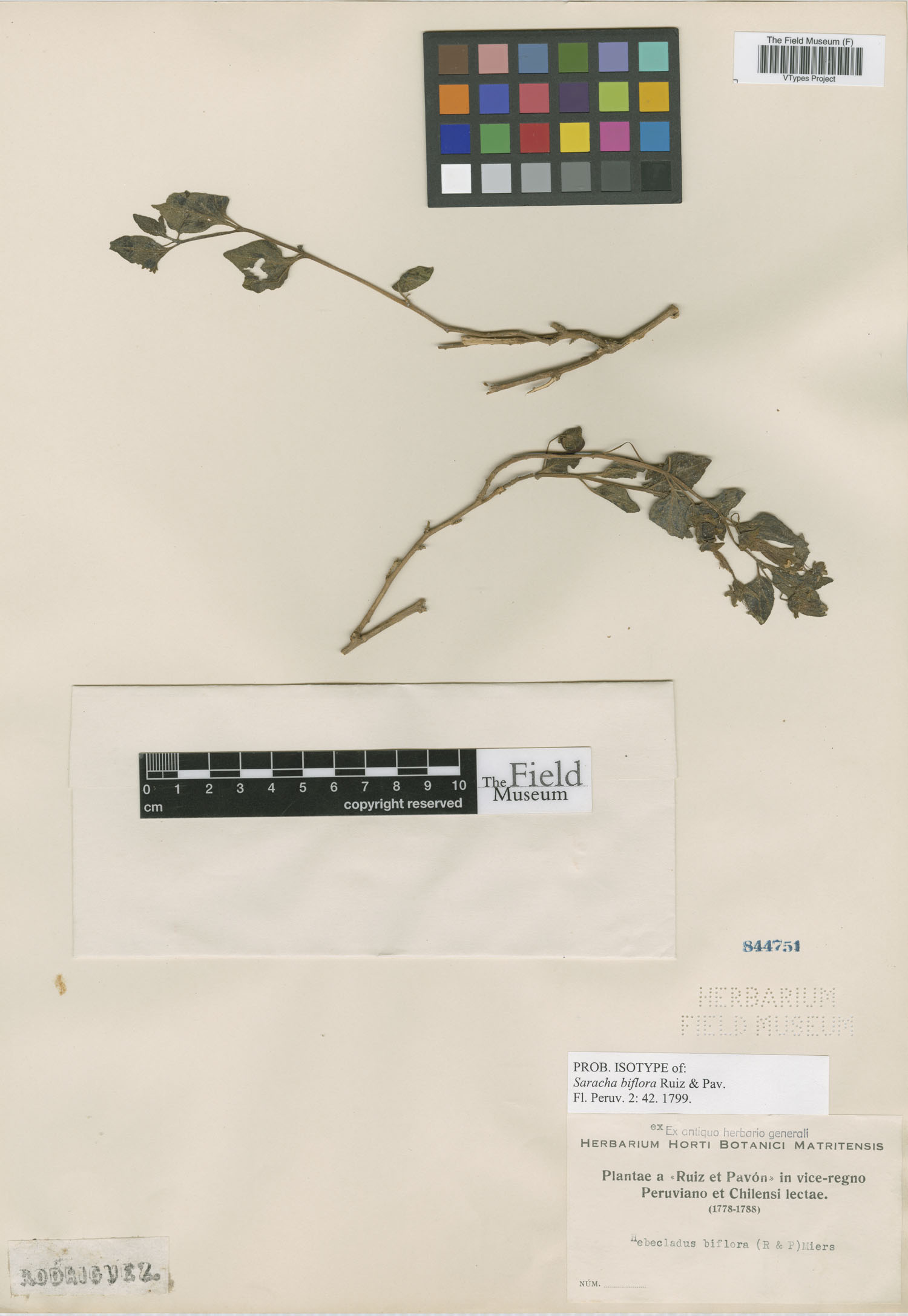 Jaltomata biflora (Sand tomato) — photo