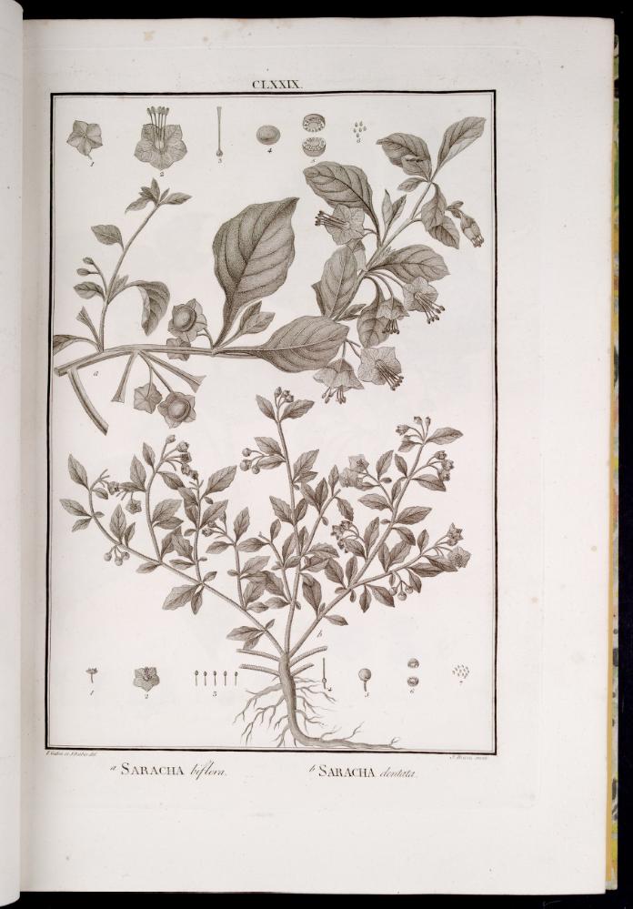 Jaltomata biflora