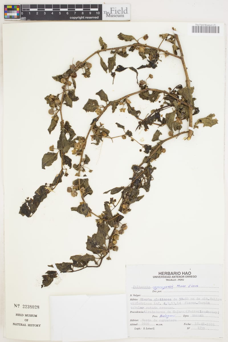 Jaltomata cajacayensis (Musho) — photo