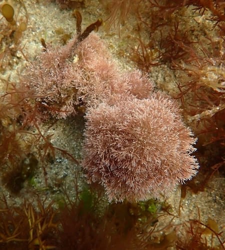 Jania rubens — photo
