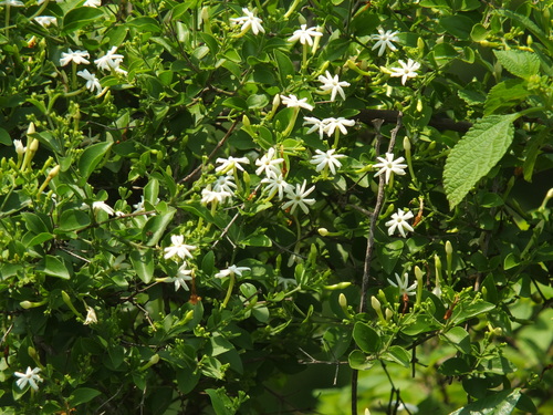 Jasminum arborescens (Tree Jasmine) — photo