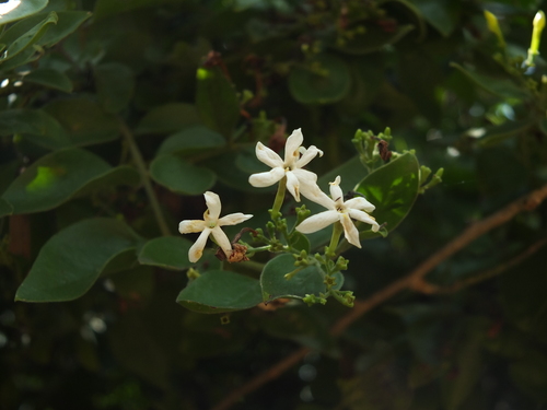 Jasminum arborescens