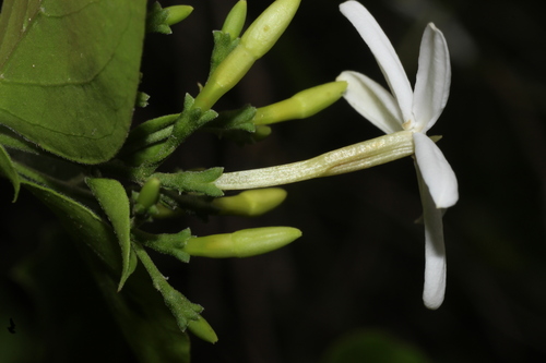Jasminum auriculatum