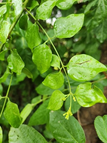 Jasminum auriculatum (Juhi) — photo