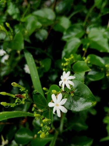 Jasminum auriculatum (Juhi) — photo