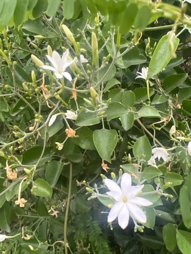 Jasminum fluminense — photo