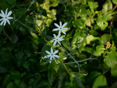 Jasminum fluminense