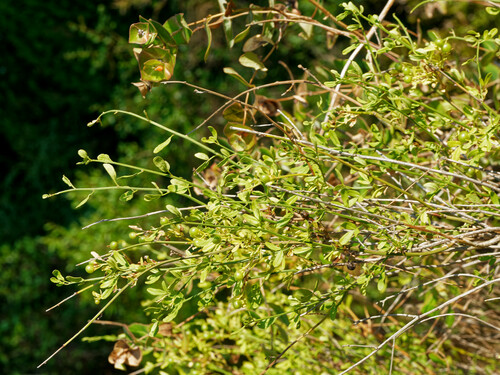 Jasminum fruticans