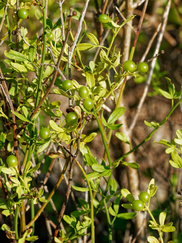 Jasminum fruticans — photo
