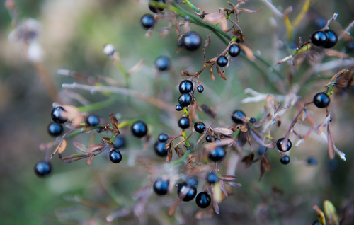 Jasminum fruticans — photo