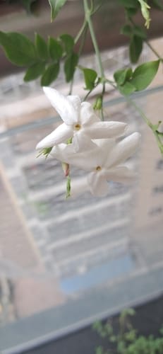 Jasminum grandiflorum (White fragrant flower) — photo