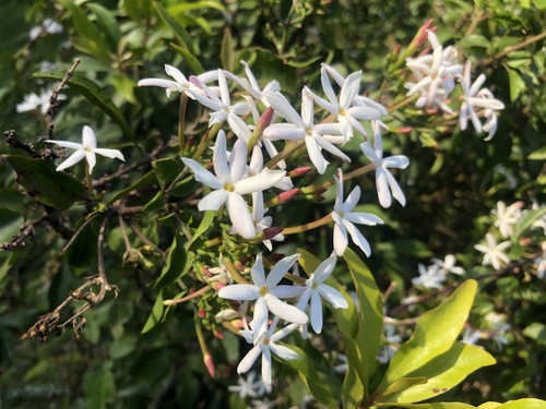 Jasminum grandiflorum