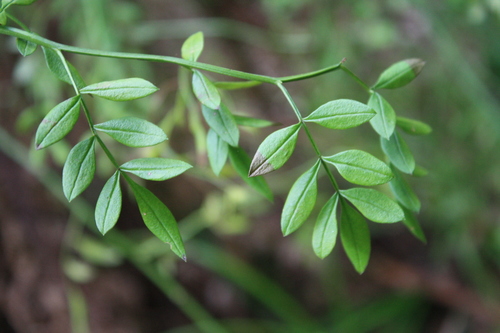 Jasminum humile (Italian yellow jasmine) — photo