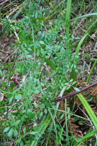 Jasminum humile
